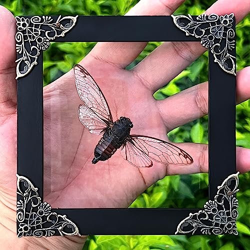 Real Cicada 4.7" Framed Preserved Insect Specimen Taxidermy K12-78-KINH