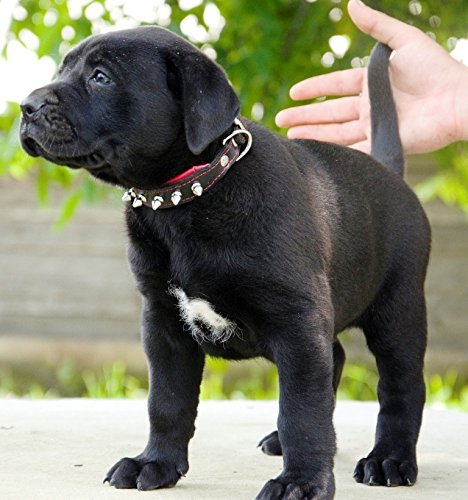 Bestia "Spiky Collar With Blunt Screw Tips. Suitable For Small Dog Breeds Or Puppies. 1" Wide Soft Padded Leather Interior & Exterior Handmade In Europe! #TOP7