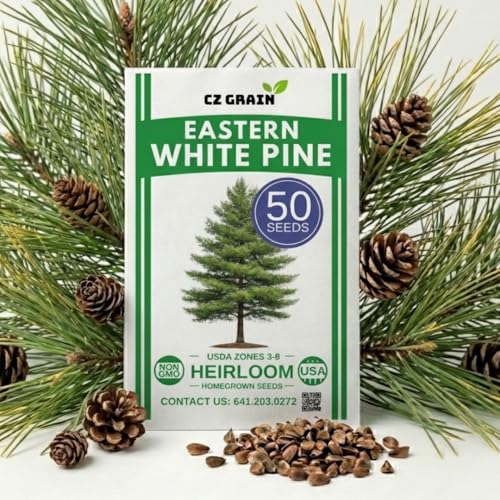 Eastern White Pine Tree Seeds for Planting – 50 Seeds, Pinus strobus Evergreen Tree, Fast Growing Privacy Tree, Cold Hardy Outdoor Plant, Landscaping Windbreak Backyard Growing