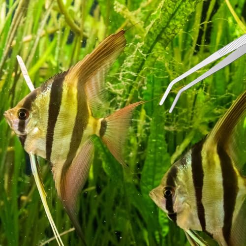 KOMUNJ 2 Stück Aquarium Pinzette Lang, Terrarium Aquascape für Aquarium Aquascape Werkzeuge Fütterungszange Süß- und Meerwasser
