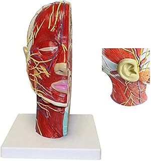 Human Head Model, Human Anatomical Half Head Face Anatomy Medical Brain Neck Median Section Study Model Nerve Blood Vessel for Teaching Learning Tool