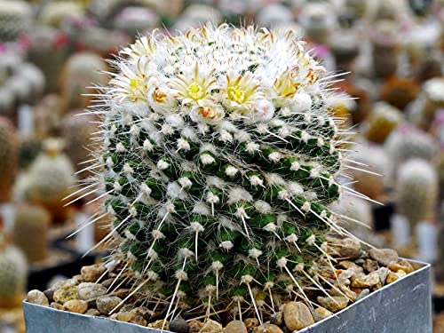 Cactus Mix Cacti About 50 Seeds For Planting Succulents Plant Group Cactaceae #TOP3