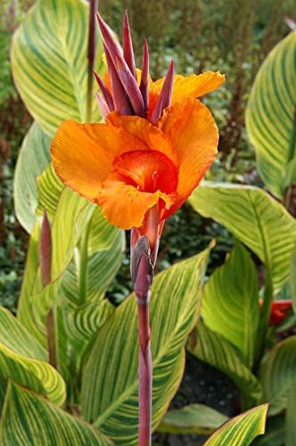 Amazon Com 2 Semi Dwarf Canna Lily Pretoria Bulbs Roots Rhizomes Tubers Plants Patio Lawn Garden