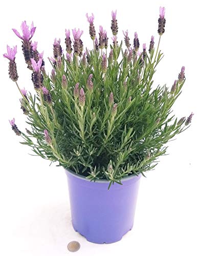 POWERS TO FLOWERS - LAVANDA STOECHAS XXL, vaso 18cm, pianta vera
