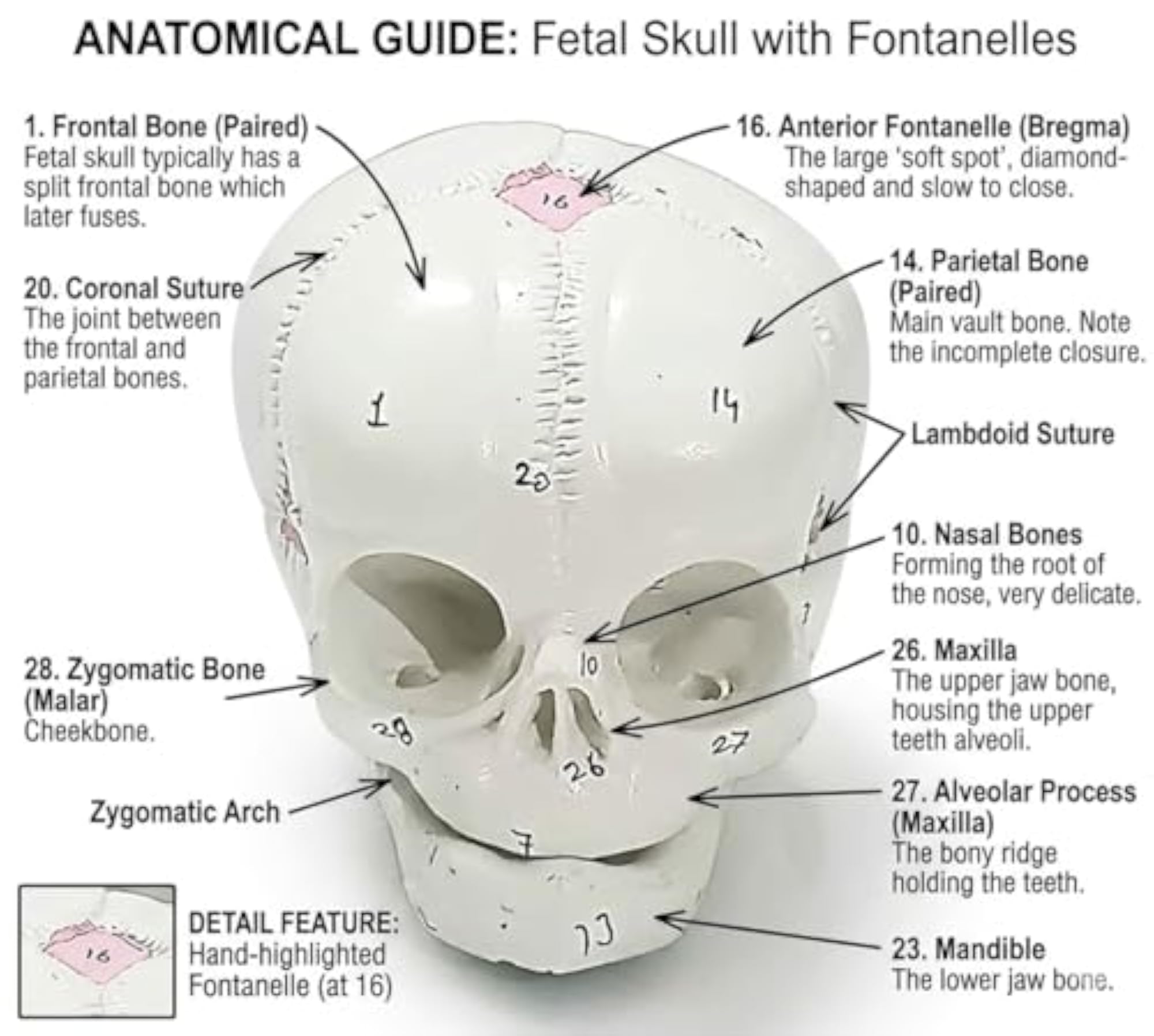 Detailed Anatomical Human Fetal Skull, 1 Piece