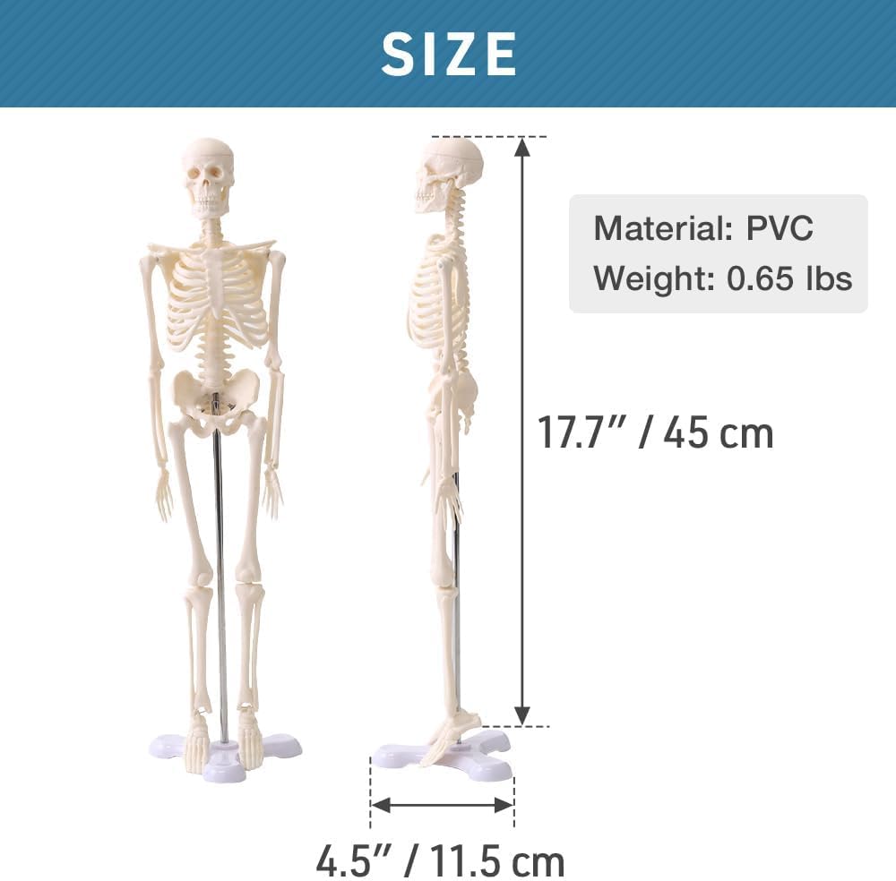Japard Human Skeleton Model for Anatomy 17.7 Inch, 1/4 Size, Scientific Skull with Movable Arms, Legs & Display Stand, Skeleton Action Figure, Useful for Display, Study, Design