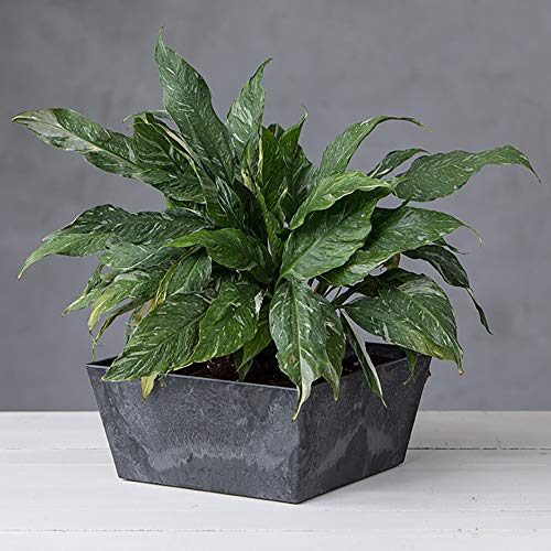Novelty Ella Low Square Planter, 12-Inch, Black #TOP2