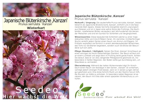 Zierkirsche Seedeo – Japanische Blütenkirsche (Prunus serrulata ‚Kanzan‘)