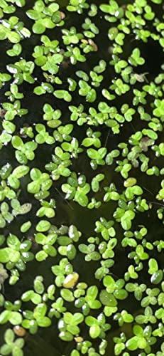 Marcus Fish Tanks 1,000 Live Duckweed Plants Lemna Minor Live Aquarium Plants Buy 2 Get 1 #TOP5