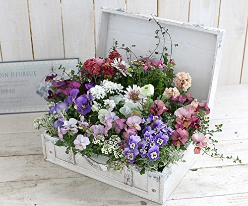 u܂v~A񂹐A in gW[BOX`kTCYv(񂹐A/Mtg//A/Zbg/t/Vzj/t[Mtg/a/v[g//Fl/40/50/60/70/80//Vzj// (AeB[NzCg