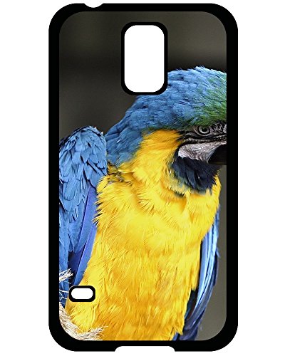 2016 norwegian blues parrot resting pining for the...
