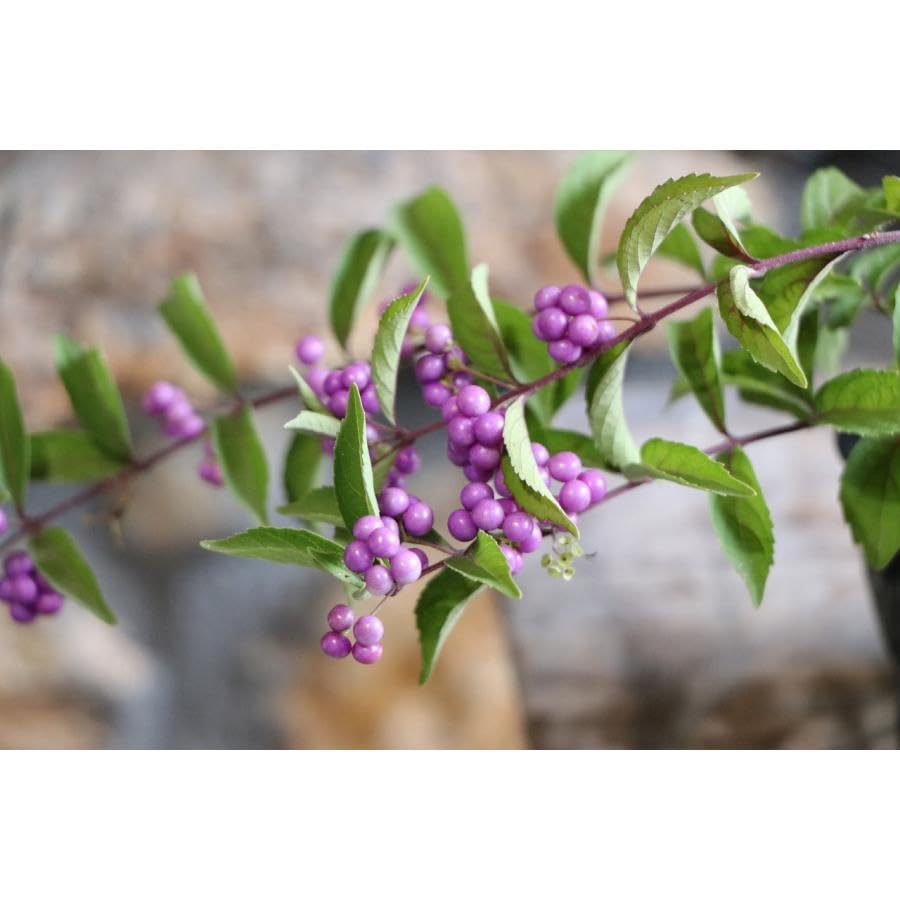 Amazon.co.jp: 紫式部 ムラサキシキブ 3号ポット苗 3株セット 寄せ植え