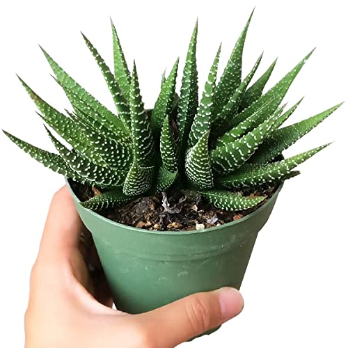 Haworthia Zebra Spiky Succulent Plant with Care Guide - Best Indoor Plants - Easy to Grow Succulents - Gift Ideas for Plant Lover - Low Light Succulents (4 inch) Haworthia Zebra Spiky Succulent Plant with Care Guide - Best Indoor Plants - Easy to Grow Succulents - Gift Ideas for Plant Lover - Low Light Succulents (4 inch)