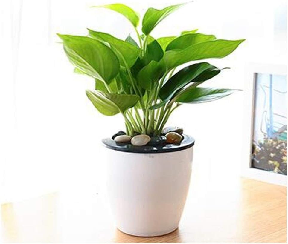 DSLE Flower Pot, Lazy Automatic Water-absorbing Flower Pot, The Latest PP Resin Green Flower Pot, Multi-color Optional, 14 * 12.5cm Flower pots (Color : White, Size : 14 * 12.5cm)