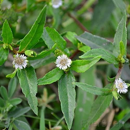 EverSneh Live Bhringraj, False Daisy, Yerba de tago, Gunta kalagaraku/Gunta galagaraku, Karisalankanni (Eclipta prostrate) Medicinal Live Plant With Black Plastic Pot (B0CX999ZDM) Amazon Price History, Amazon Price Tracker