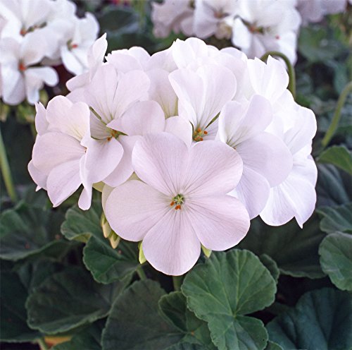 JustSeed - Flower - Geranium - Horizon F1 - White - 10 Seeds