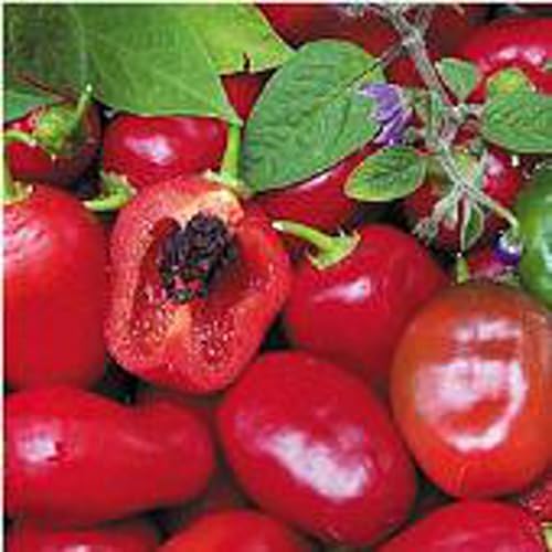 Generic Rocoto Hot Peppers (Red) Seeds (45 Seeds)