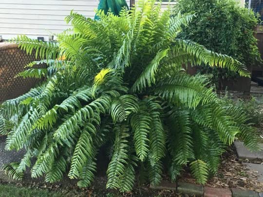 Macho Fern 4 Inch Potted