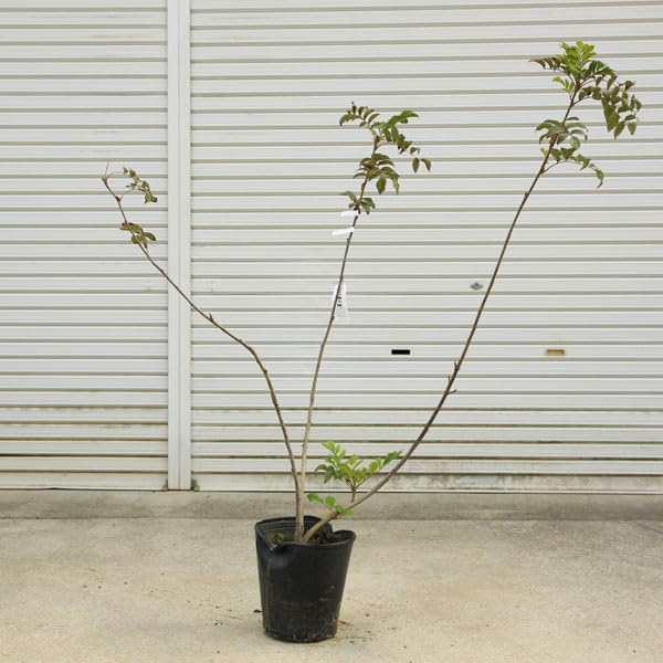 Amazon.co.jp: 庭木・植木：ナナカマド（ななかまど）七竈 特大株 現品