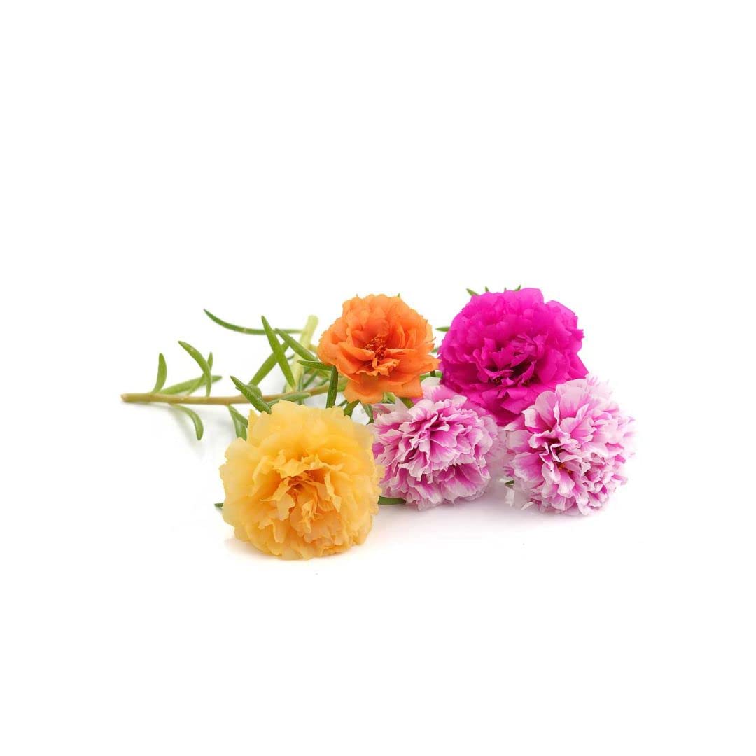 PORTULACA DOUBLE MIX FLOWER SEEDS (100 SEEDS/PACKET) (B09ZDZPGNW) Amazon Price History, Amazon Price Tracker