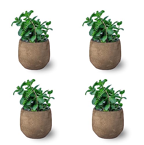 Menta Pack de 4 Plantas Naturales para Cocinar en Maceta Ø10 Altura 20 cm Interior y Exterior Hierba Aromática para Huerto Urbano y Jardín- Maceta de Cerámica NO incluida