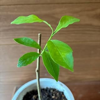 ニオイバンマツリ ガーデニング 園芸用品