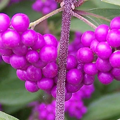 Qauzuy Garden 30+ Seeds American Beautyberry Seeds- Rare Tropical French Mulberry Callicarpa Americana Shrub Bush Tree Seeds- Easy To Grow& Maintain #TOP2
