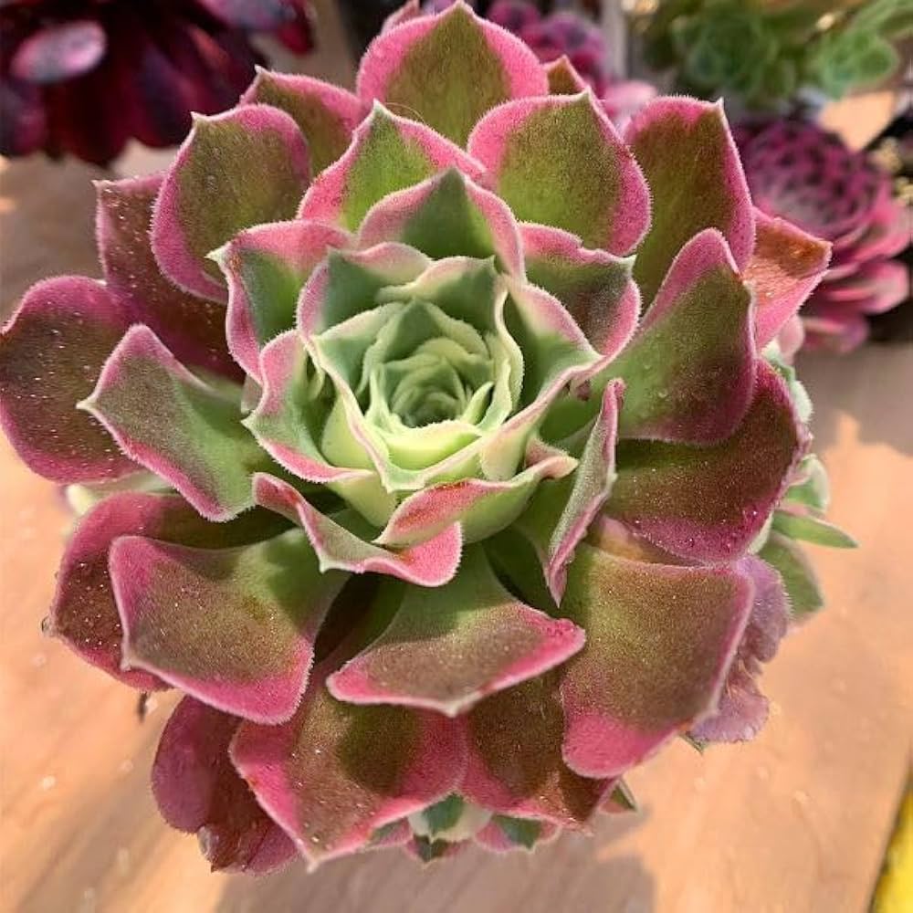 a*s様 B1505-4×15苗 ギョクシキキン アエオニウム 抜き苗 多肉植物 新入荷 ギョクシキン アエオニウム ZM1505×15鉢 抜き苗 多肉植物