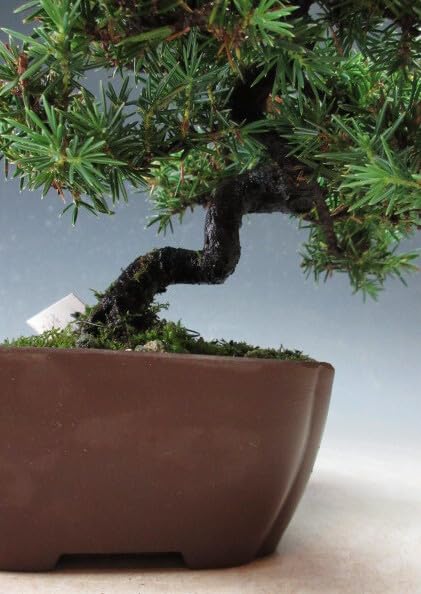 Amazon.co.jp: 盆栽 八房杜松/トショウ【現品】（3348） : DIY