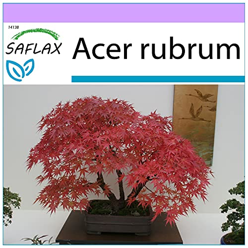 saflax - acero rosso - 20 semi - acer rubrum