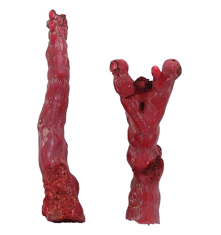 306 Gram Two 6 Inch 4 9/10 Inch Dyed Red Coral Branch Specimen CB8/121324