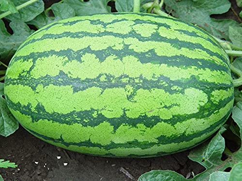Golden Hills Farm Hybrid Crimson Sweet Watermelon Fruit Melon 25+ seeds (B097391CDK) Amazon Price History, Amazon Price Tracker