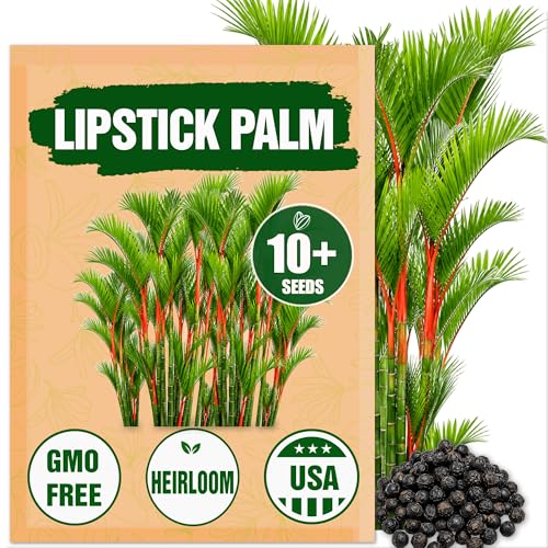 Premium Lipstick Palm Tree Seeds – 10 Seeds – Palm Tree Seeds for Planting (Cyrtostachys Renda) Tropical Red Trunk Ornamental Palm for Outdoor Growing & Containers
