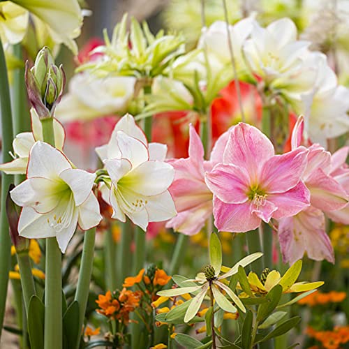 Amaryllis - Hippeastrum rutilum giardino ombra, resistente riverdimento tetti giardino interni esotici Bulbi perenni, 3pcs