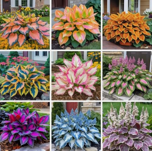100PCS Heart-Shaped Hosta Plantaginea Seeds Perennial Garden Pollinators