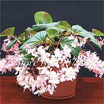 New 50 Pcs/Bag Mixed Rieger Begonias Beautiful Multi-Flap Flower Decoration Home Mini Garden Potted Planting: 8