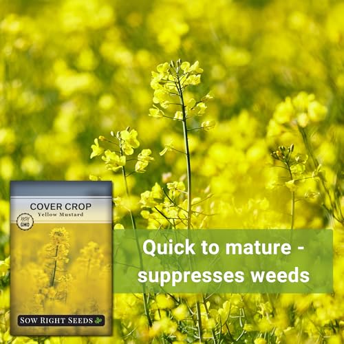Sow Right Seeds - Yellow Mustard Seed for Planting - Cover Crops to Plant in Your Home Garden - Enriches Soil - Suppresses Weeds - Cold Hardy - Non-GMO Heirloom Seeds - Great Gardening Gift (1) - Image 5