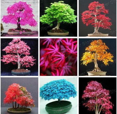 Rare Blau Maple Samen Bonsai-Baum-Pflanzen-Topf-Klage für DIY Hausgarten...