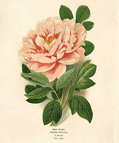 16" x 20" Vintage Botanical Pink Garden Peony Flower Poster Reproduction Print Bouquet Garden Art