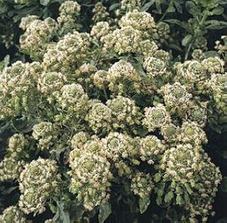 Reseda Mignonette Grandiflora 1,000 Seeds