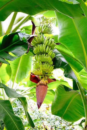 Banana Basjoo (Musa basjoo) Plants (4 Pack) Live Plants for Planting Cold Hardy Banana for Lush Tropical Look Fast Growing Garden or Patio Foliage Thrives in Zones 511
