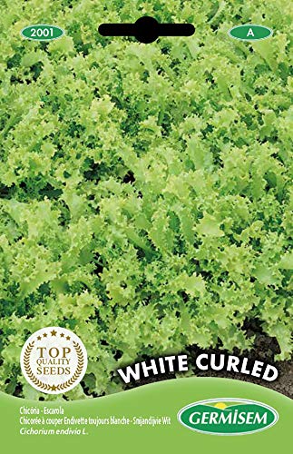 Germisem graines Chicorée à couper Endivette toujours blanche WHITE CURLED