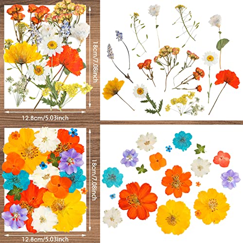 Nuanchu Pressed Flowers Bulk Dried Flower for Crafts, Dried Wildflowers Leave Natural with Tweezer for Resin Mold Scrapbooking Nail Soap Making DIY(Elegant Style,Bright Colors)