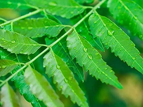 Neem Leaves100% organic Handpicked/Ayurvedic Herbal for Health, Skin & Hair Care/Margosa leaves chemical free (320 gram)