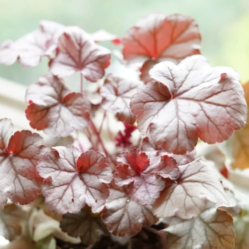 Heuchera Seeds, Coral Bells, Year Round Foliage, Seasonal Interest, Garden Structure 150pcs