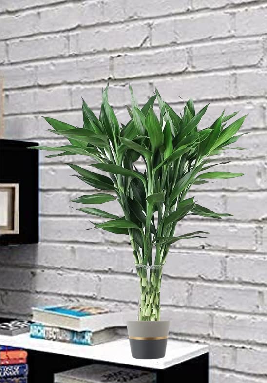 NATURE GARDEN Delhi Nursery Plants Lucky Bamboo Straight Sticks Live Plant Without Glass Container (60 cm) (Pack of 6)-image-10