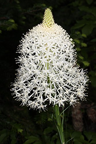 20 Bear Grass Sasquatch Balls. The Ultimate Seed Bombs For The Western Us. (Xerophyllum Tenax) #TOP1
