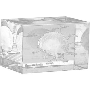 3D Paperweight Anatomical Human Brain Model Laser Etched in Crystal Glass Cube Scientific Gift