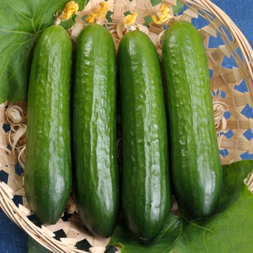 Cucumber Merlin F1 Seeds - High-Yield Disease-Resistant and Continuous Harvesting - Perfect for Greenhouse and Polytunnel Gardening - 1x Seed Packet By Thompson & Morgan