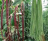 50+ Green or Red Cowpea Yard Long Bean Seeds Yardlong Beans Heirloom Non-GMO Vegetable